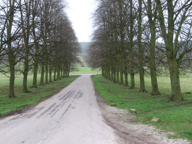 File:Avenue in Chatsworth Park - geograph.org.uk - 1248188.jpg