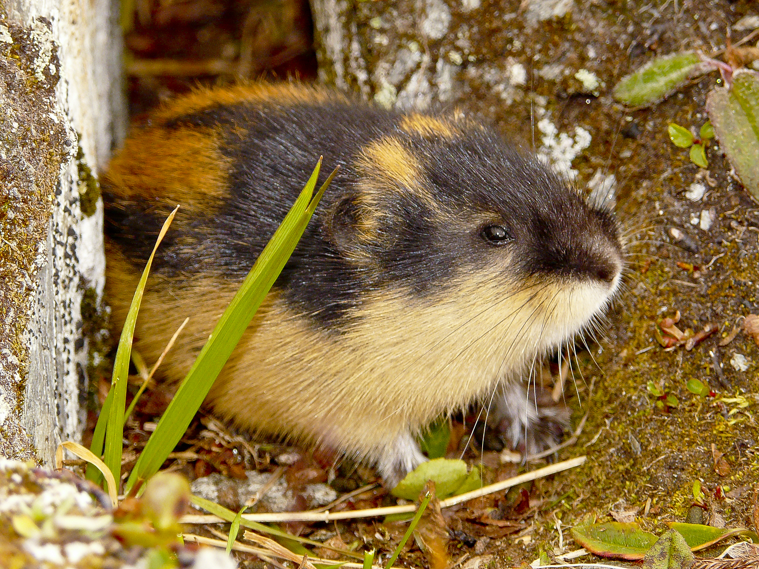 Lemming, The Most Extreme Wiki