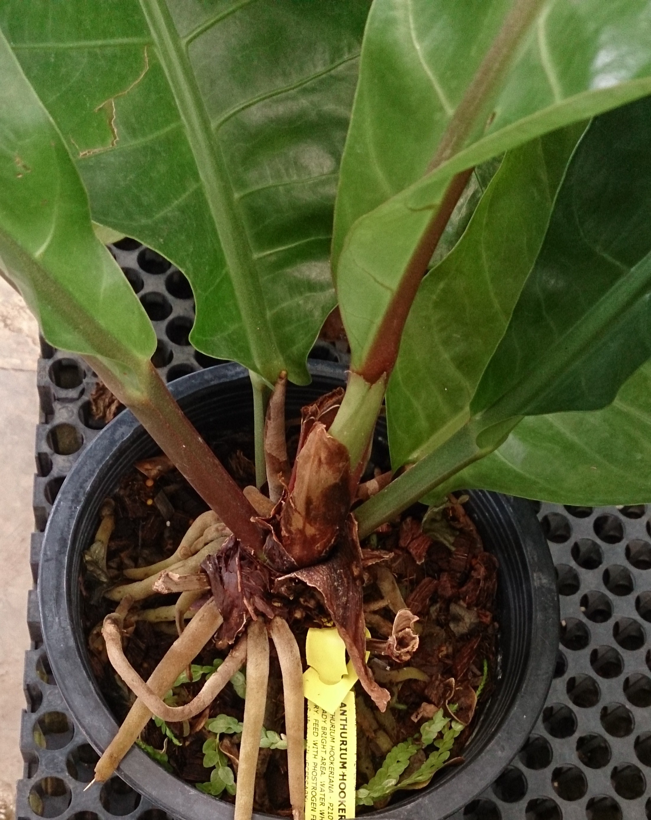 File Birds Nest Anthurium  Anthurium hookeri  1 jpg 