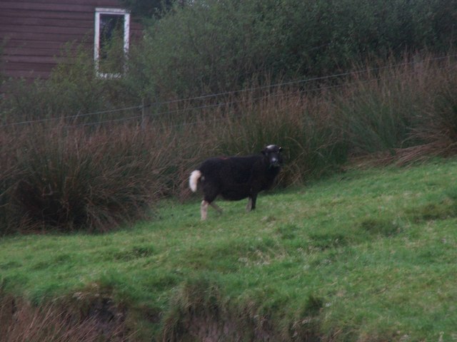File:Black Sheep with White Tail. - geograph.org.uk - 254777.jpg