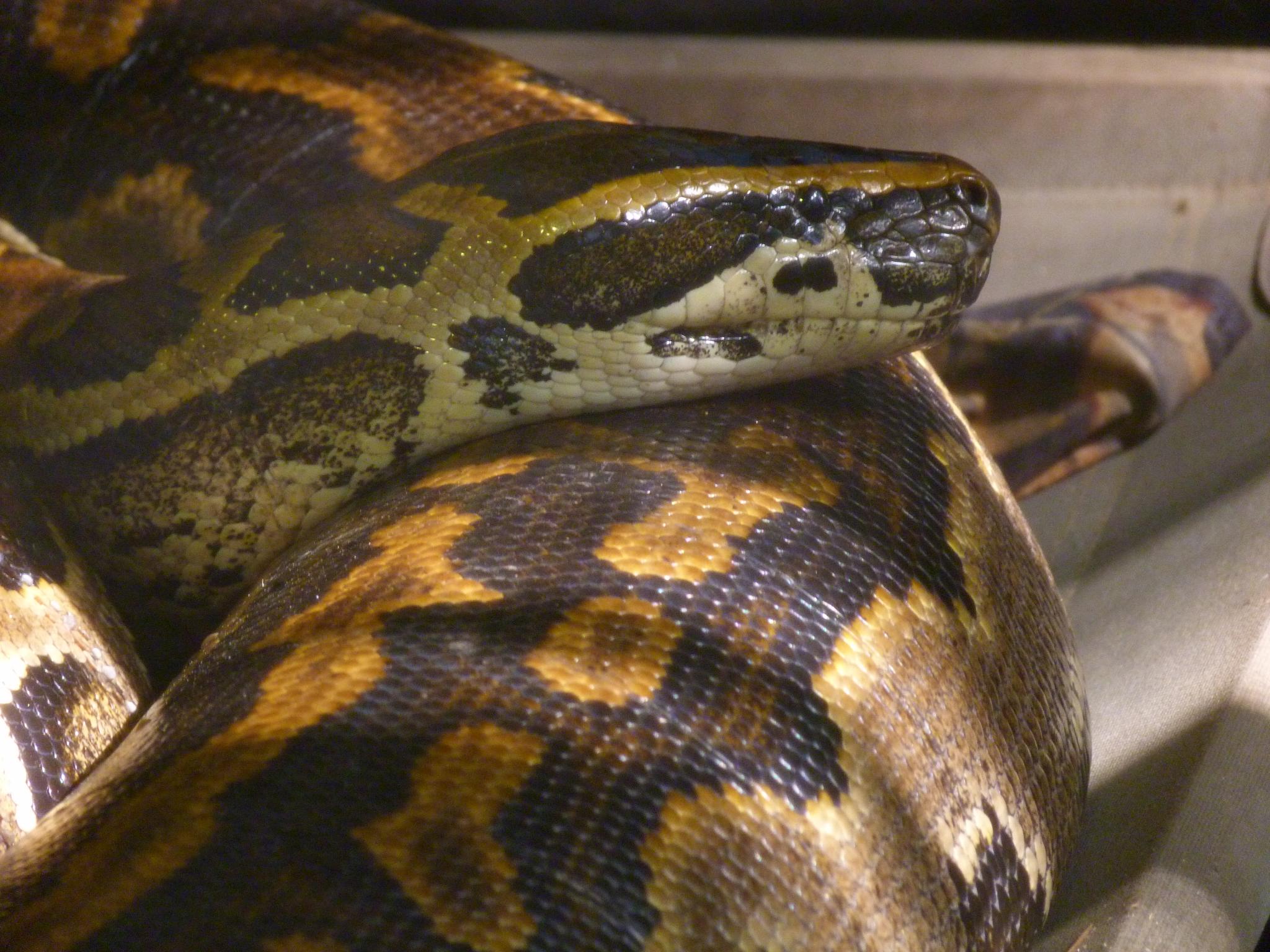 anaconda snake attacks baby