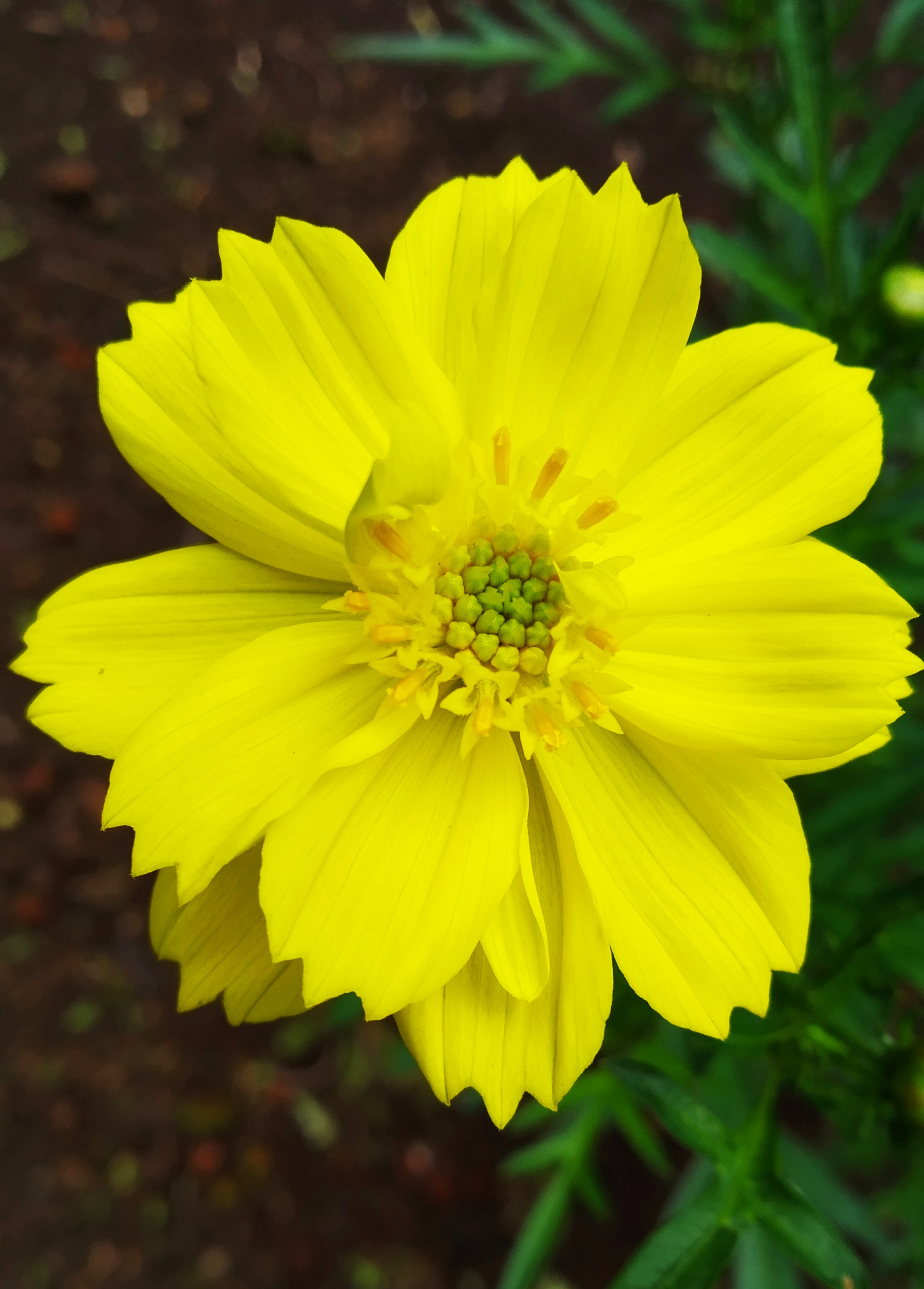 Cosmos sulphureus - Wikipedia