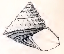 <i>Calliotropis regalis</i> species of mollusc