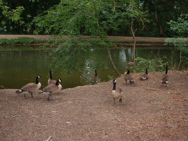 File:Canadian geese at C and O canal.jpg