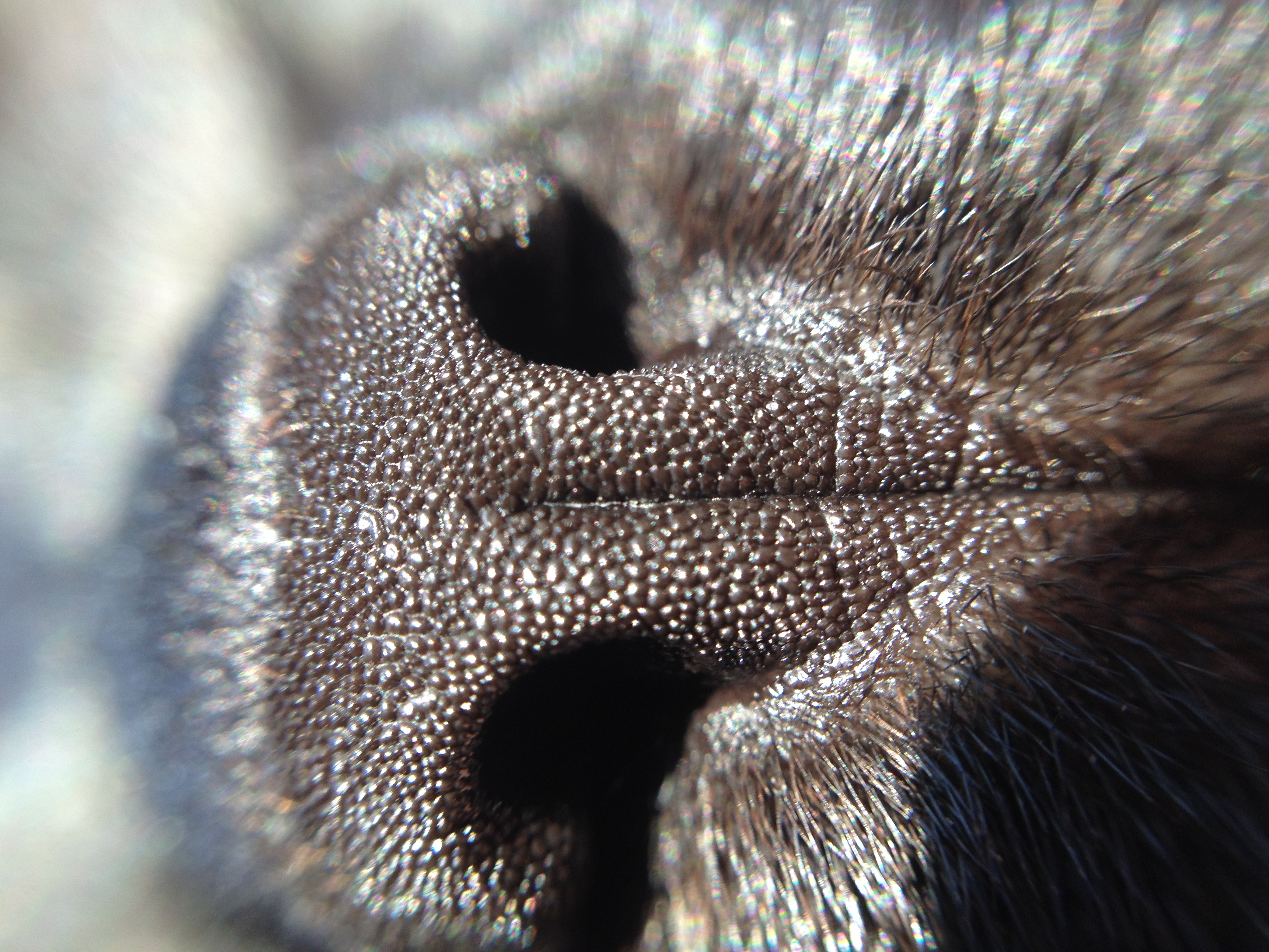 File:Cat nose.jpg - Wikimedia Commons