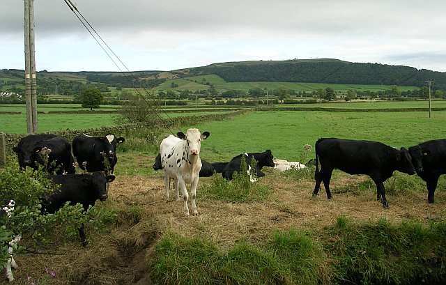 File:Cattle in Silsden, West Yorkshire - geograph.org.uk - 547474.jpg