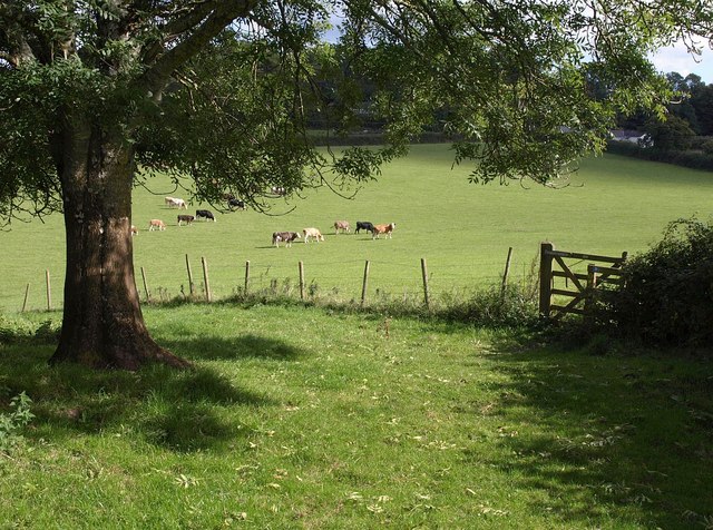 File:Cattle near Burrow Orchard - geograph.org.uk - 2089014.jpg