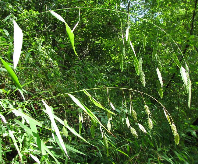 File:Chasmanthium latifolium.jpg