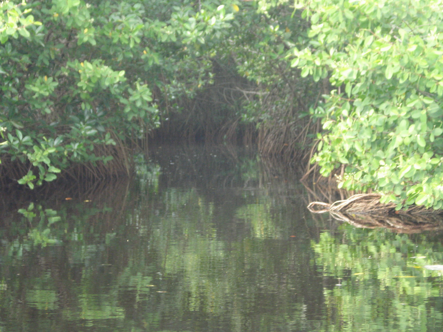 Ciénaga La Caimanera