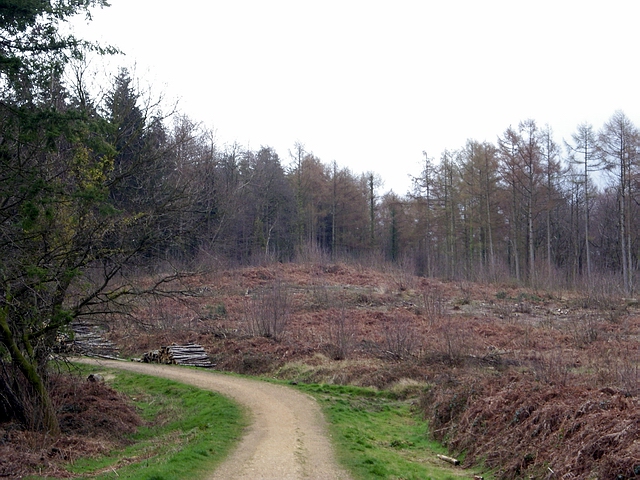 File:Clearing in Stoke Park Wood, Bishopstoke - geograph.org.uk - 148294.jpg