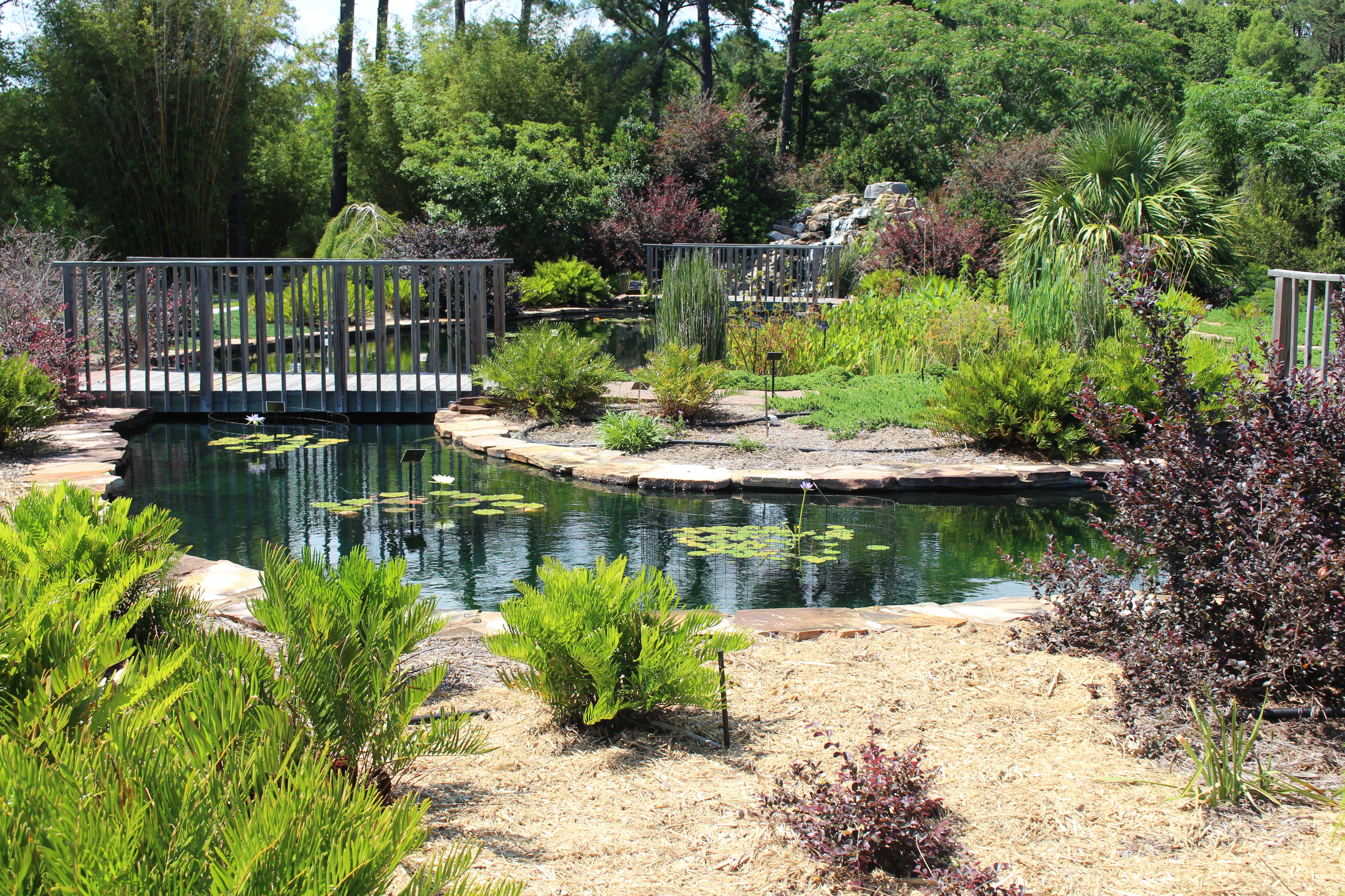 File Coastal Georgia Botanical Gardens Water Garden 2 Jpg