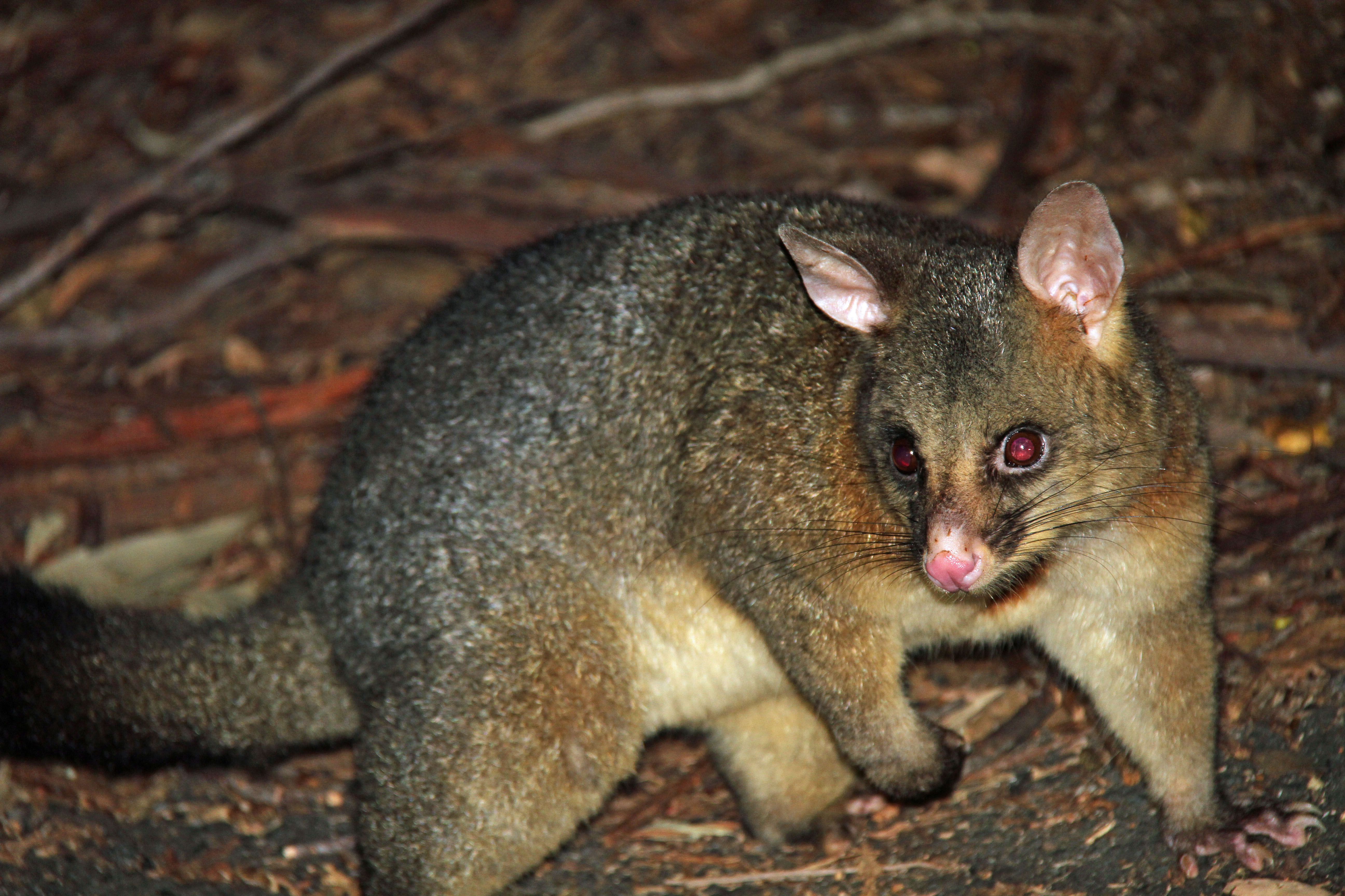 Common Brushtail Possum 