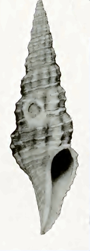 Compsodrillia disticha 001.jpg