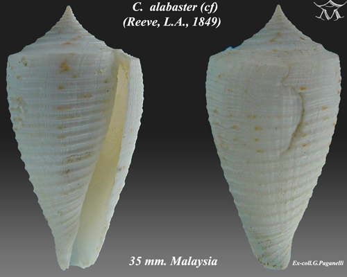 File:Conus alabaster 1.jpg