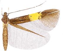<i>Cosmopterix iocaste</i> Species of moth