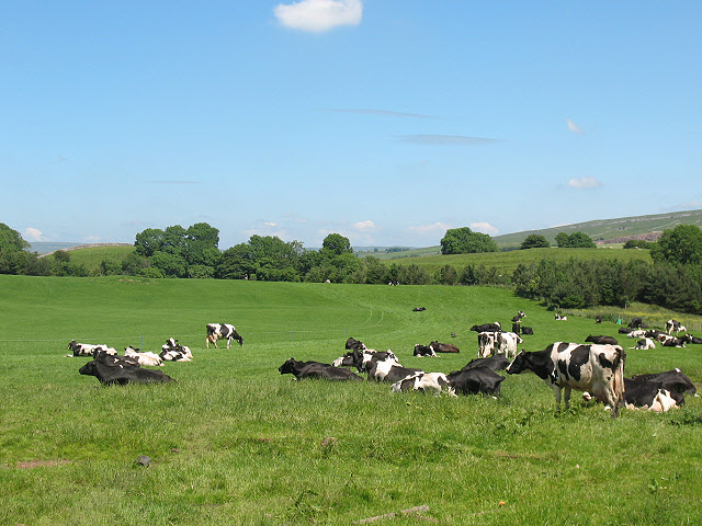 File:Cows in the Eden Valley - geograph.org.uk - 1398526.jpg