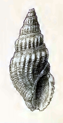 <i>Crassispira cubana</i> Species of gastropod