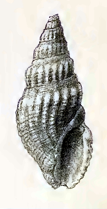 Crassispira cubana