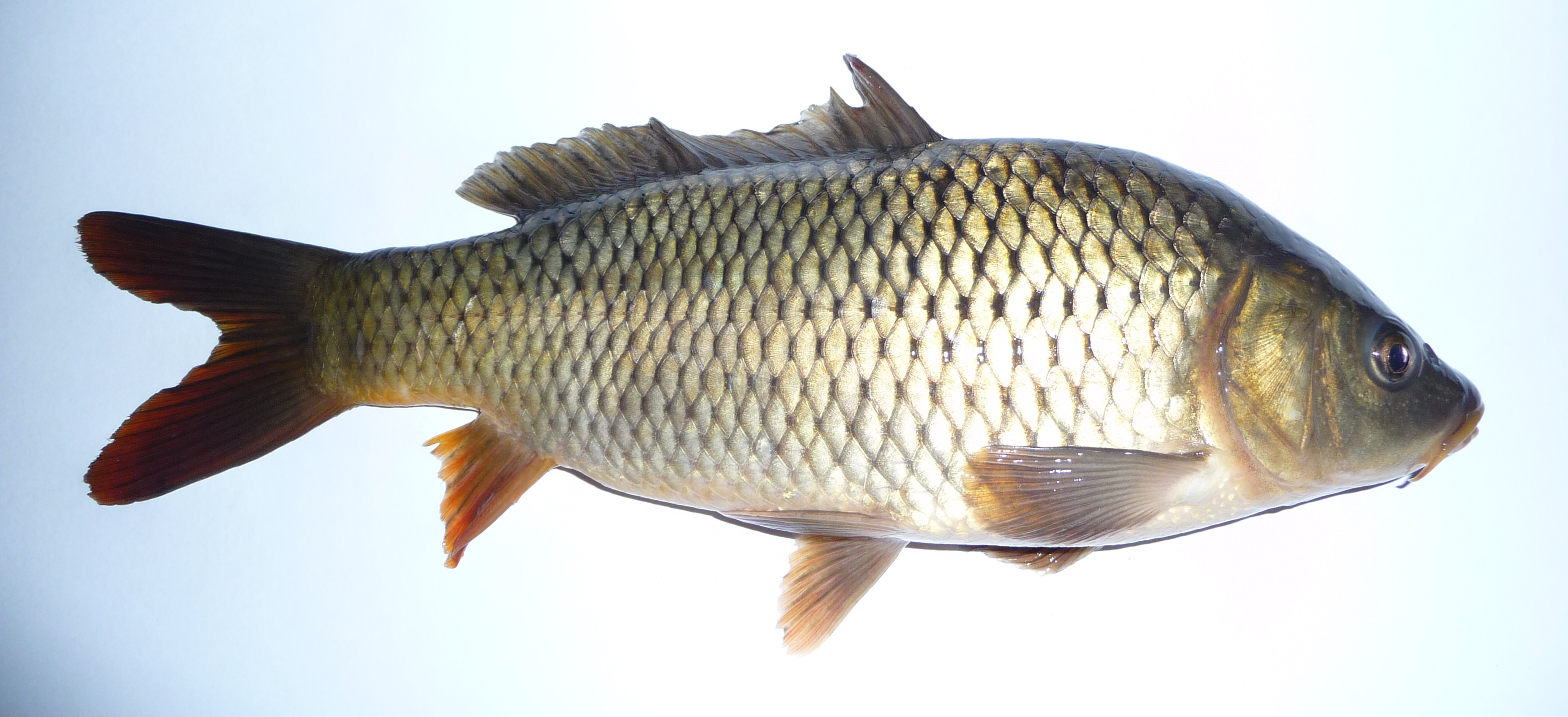 Балық. Карп обыкновенный – Cyprinus Carpio. Сазан (Cyprinus Carpio). Сазан Речной. Сазан потрошеный.