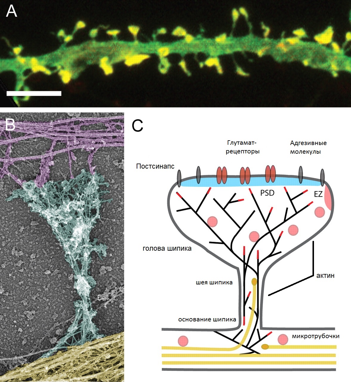 dendritic spine synapse