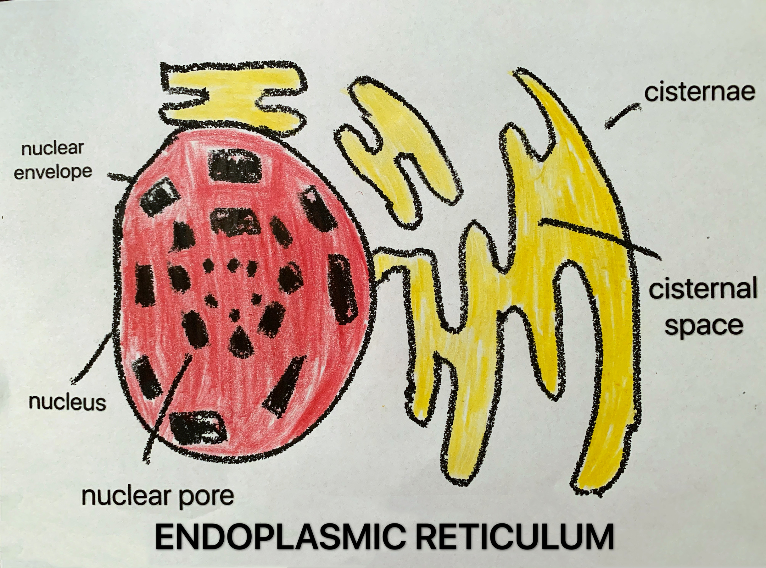 How to draw Structure of endoplasmic reticulum/ botany diagram very easy  way step by step!!.. - YouTube