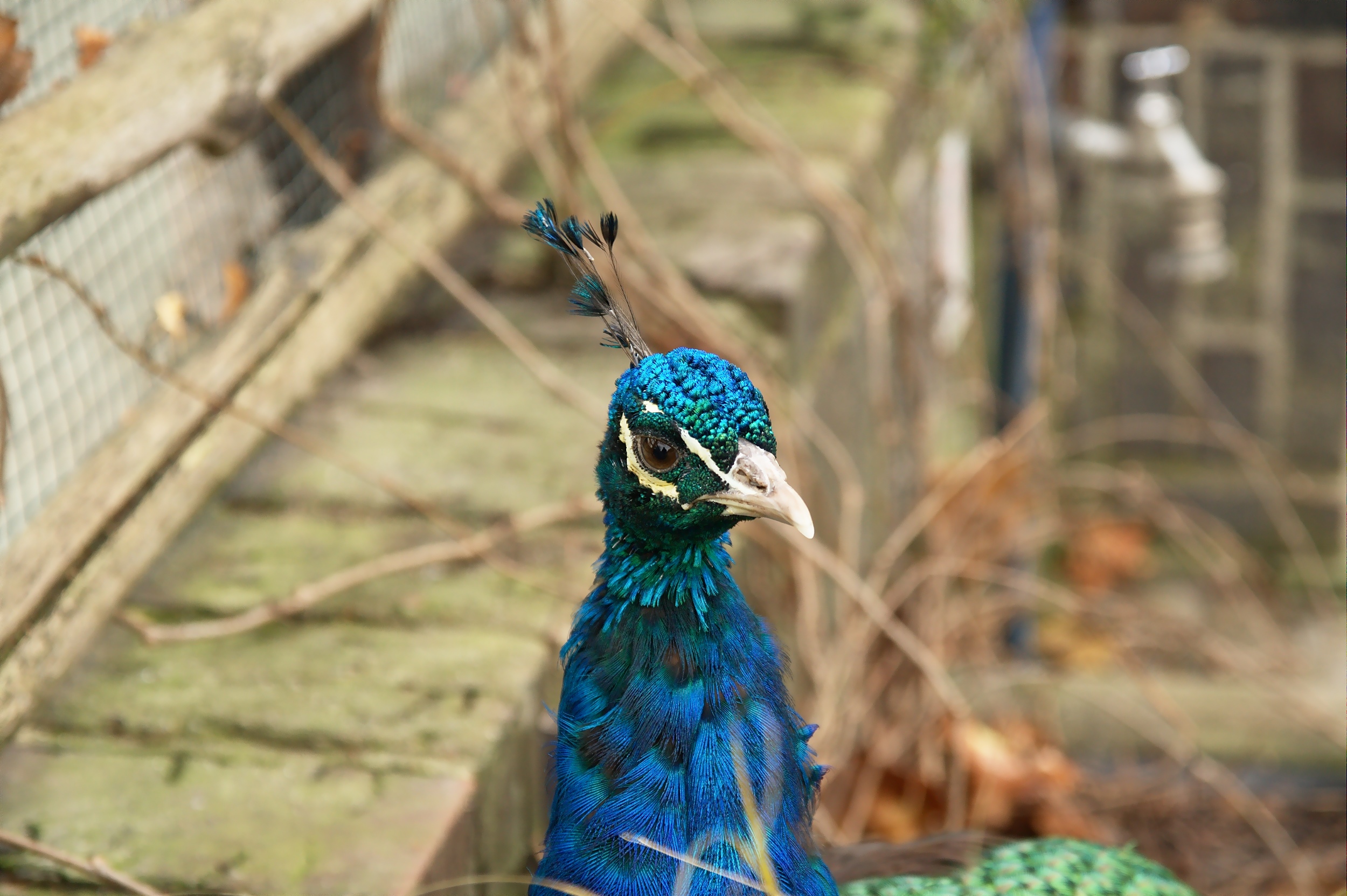 Ein Pfau - panoramio