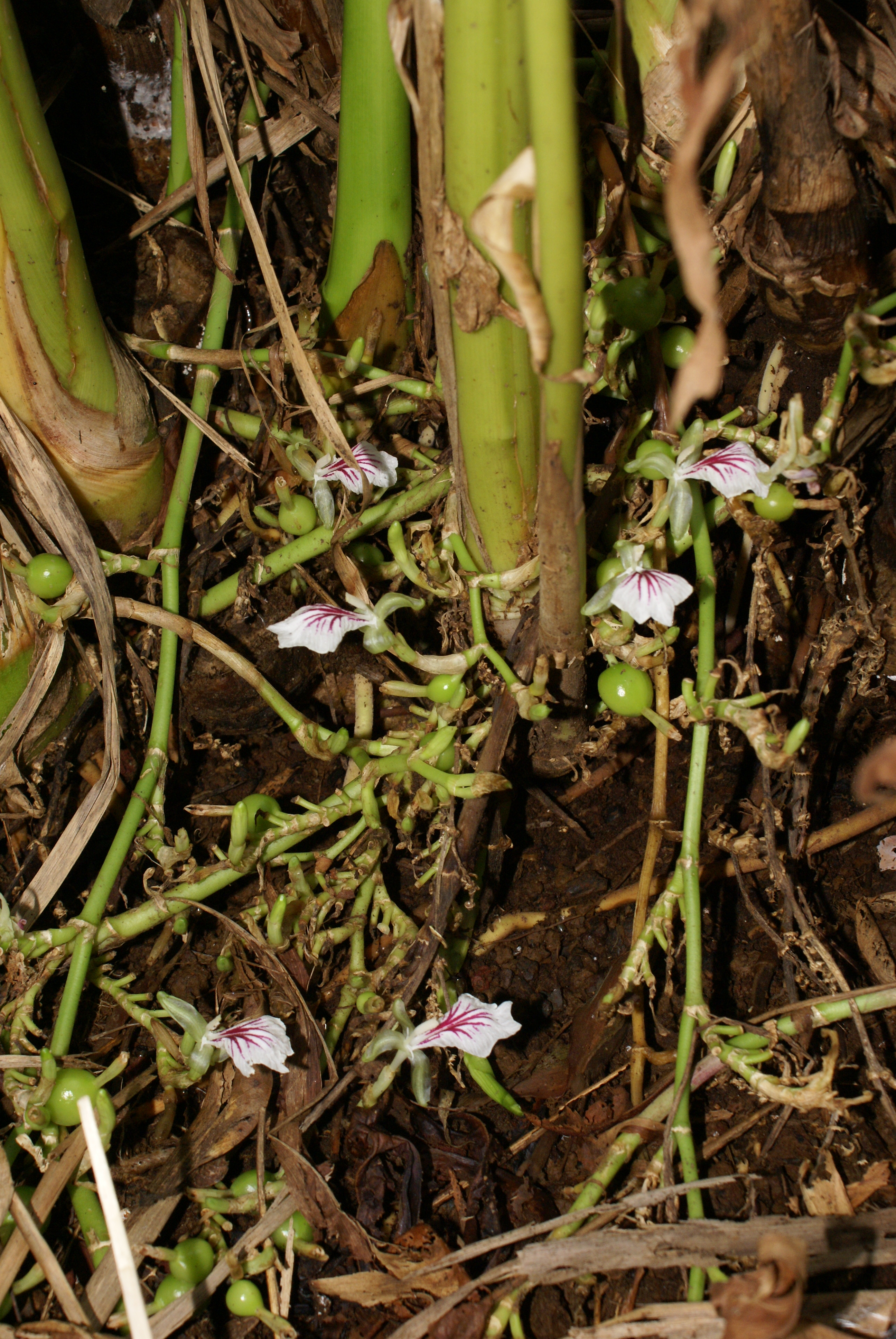 datei:elettaria cardamomum flowers 3 – wikipedia