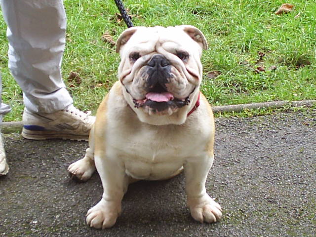 File:English bulldog 1.jpg