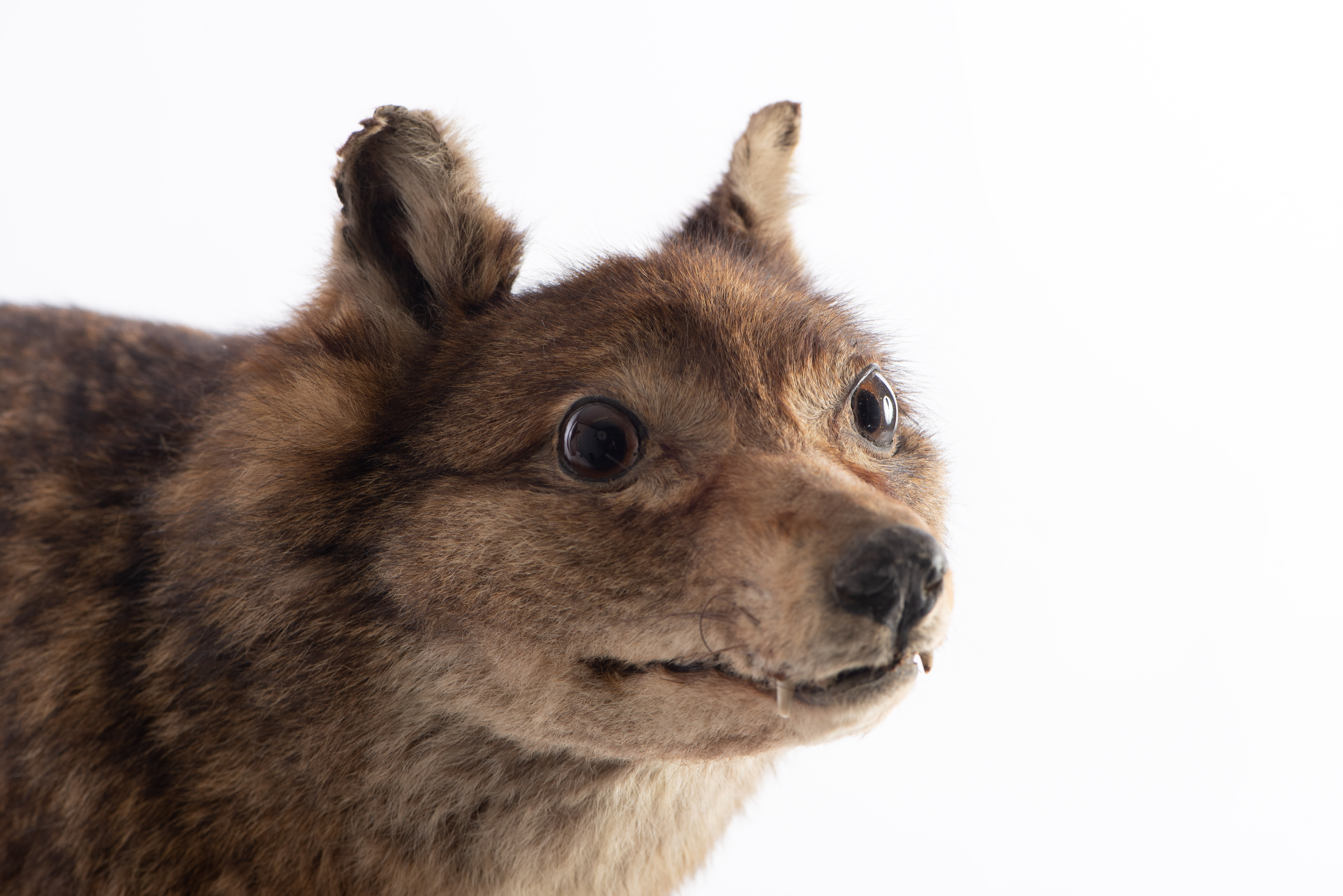 Фолклендская лисица чучело