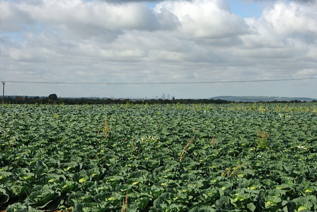 File:Field of cabbages - geograph.org.uk - 3801585.jpg