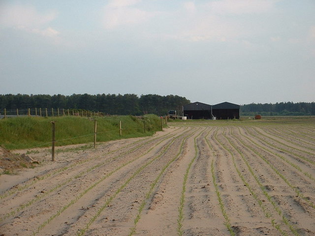 File:Fields on Morfa Harlech - geograph.org.uk - 682113.jpg