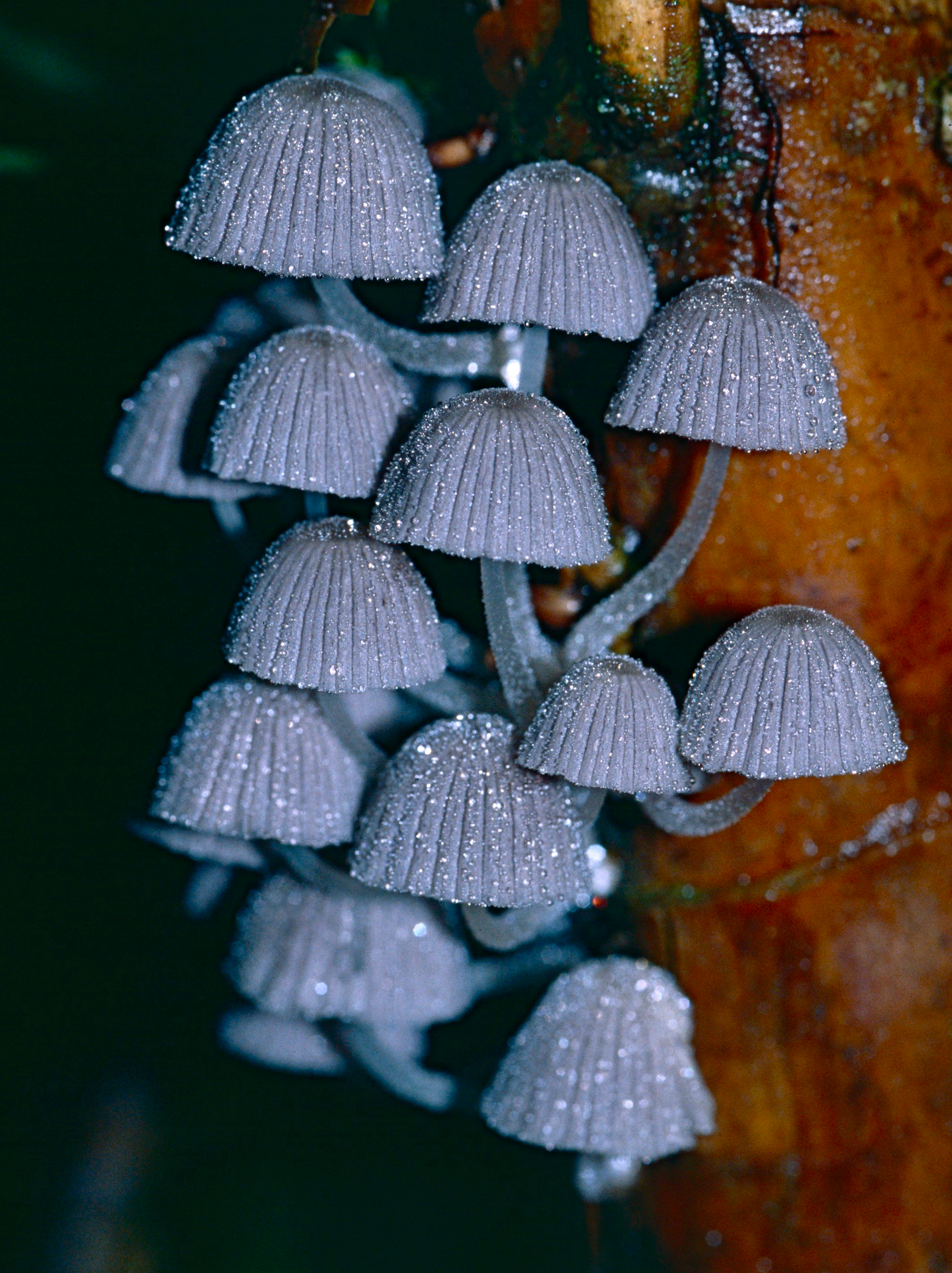 Grey Fungi (14497473829).jpg