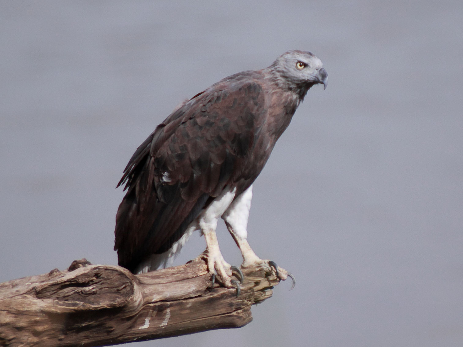 Grey Headed Fish Eagle - Ichthyophaga ichthyaetus cropped.jpg