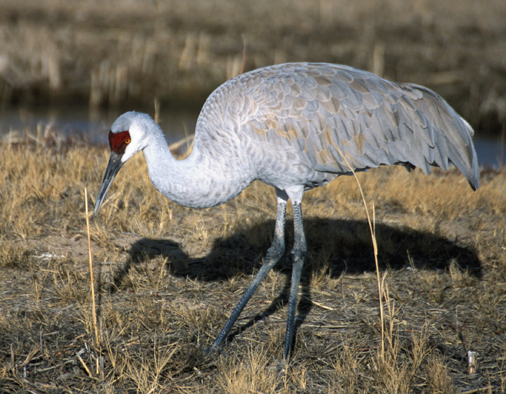 Grus canadensis. Журавлеобразные. Журавлеобразные питание. Птицы журавль jpg.