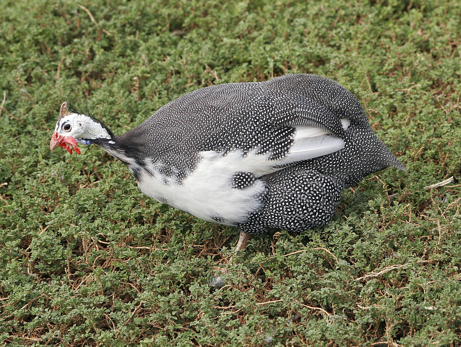 https://upload.wikimedia.org/wikipedia/commons/2/26/Guinea_fowl.jpg