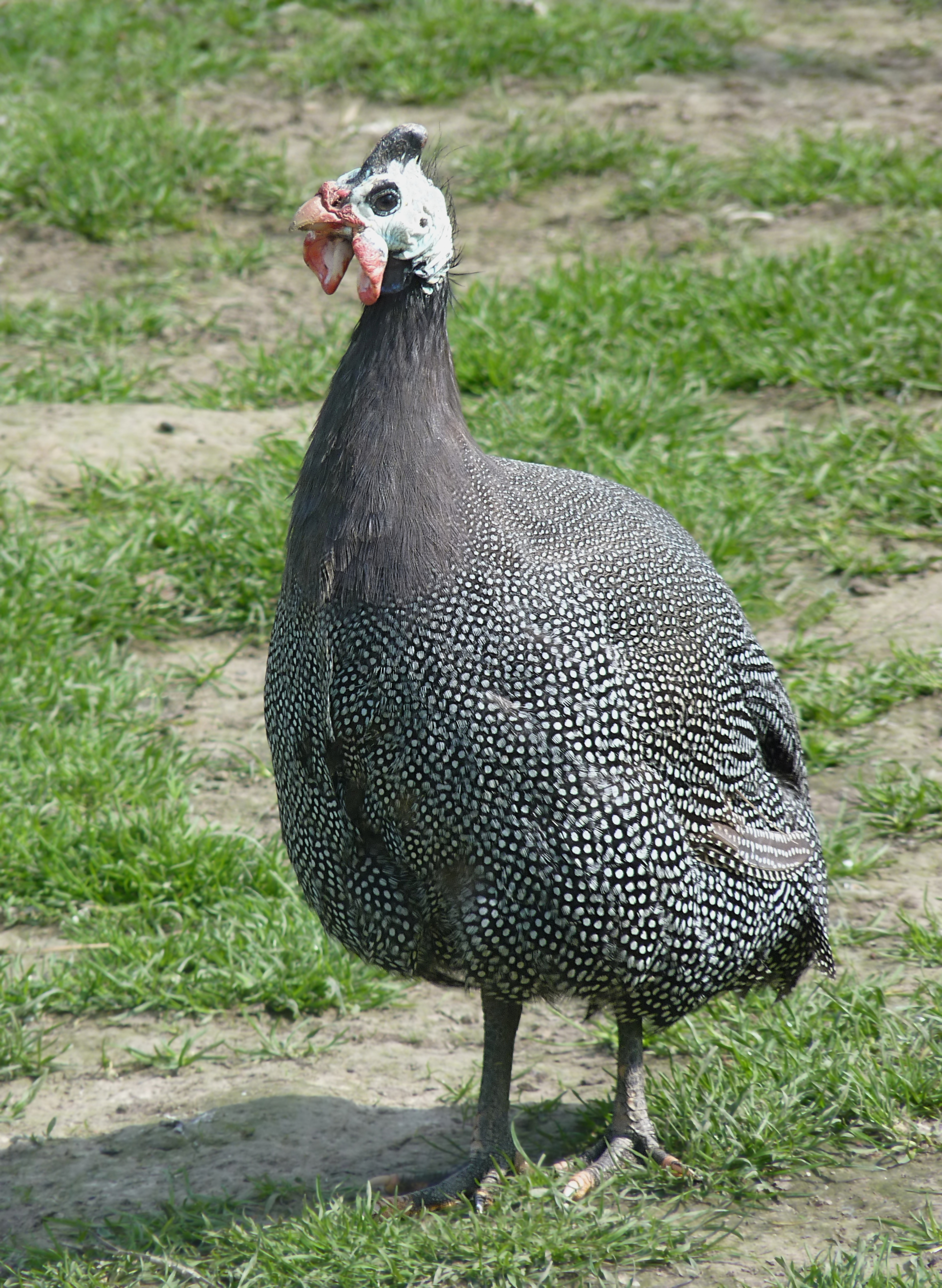 File:Guinea fowl J1.jpg - Wikimedia Commons