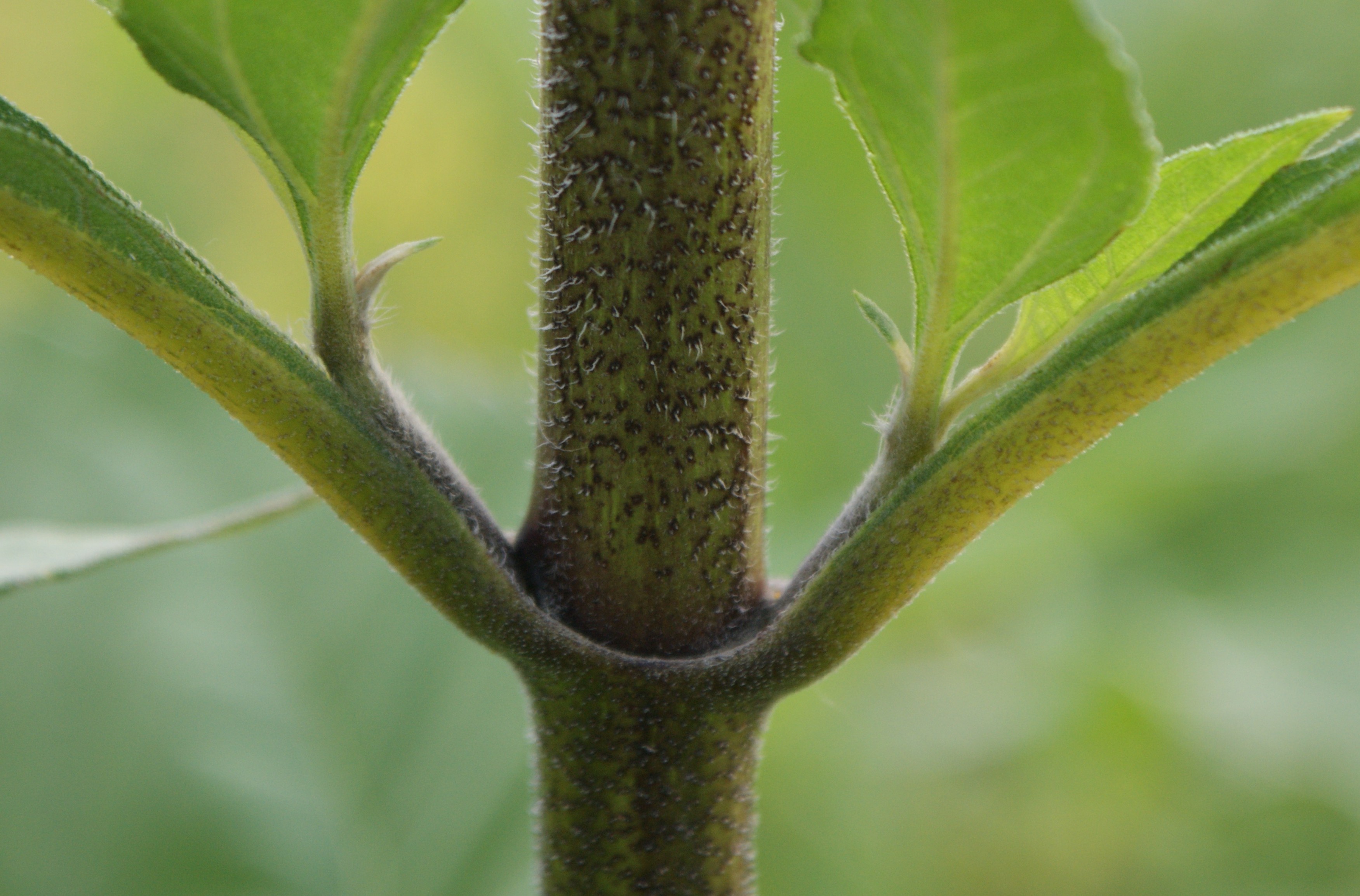 Plant stem. Топинамбур стебли. Земляная груша стебель. Гладкий стебель. Стебель цветка.