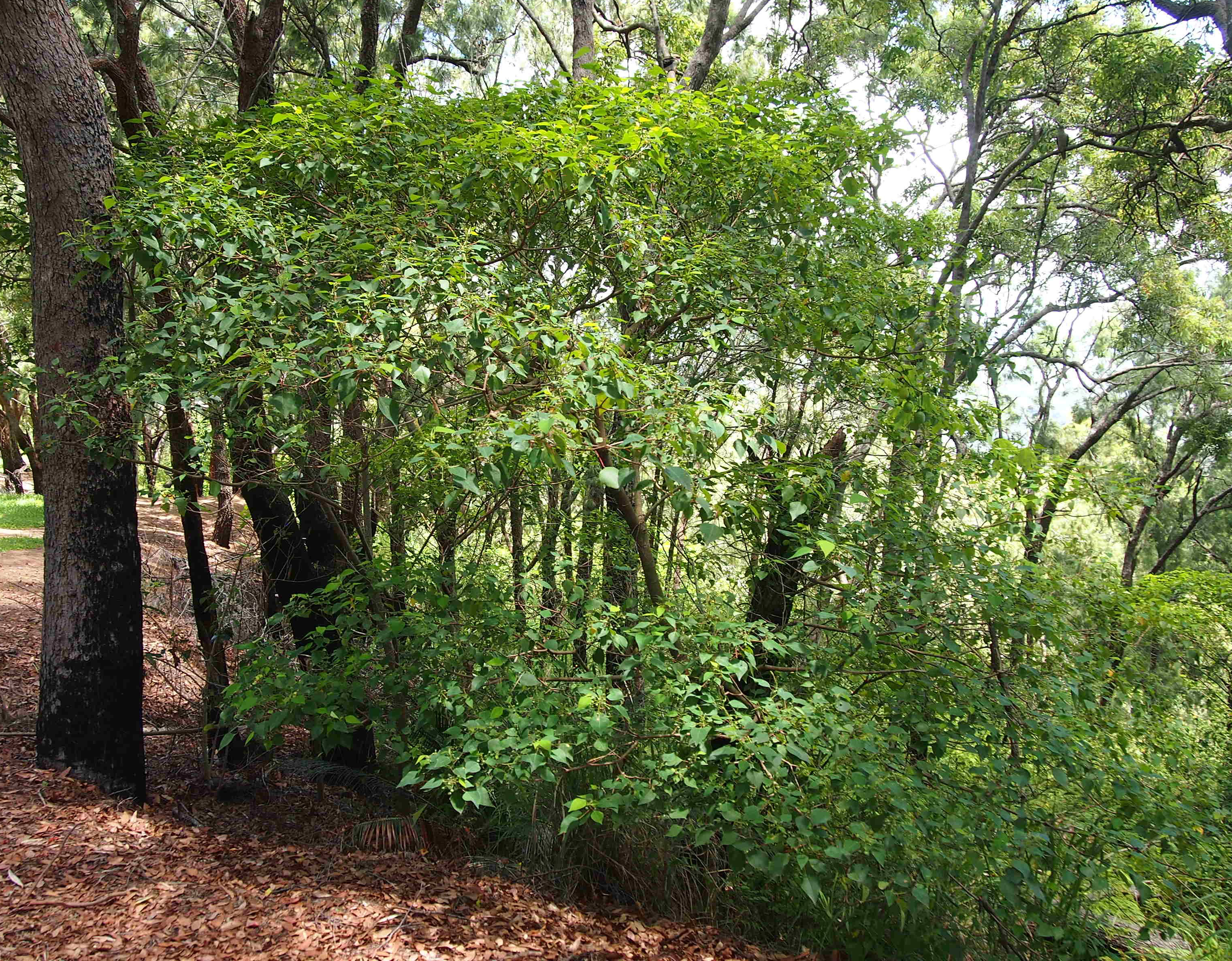 omalanthus populifolius