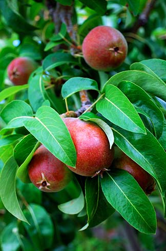 File:Hood River Valley Pears (Hood River County, Oregon scenic images) (hooDA0006b).jpg