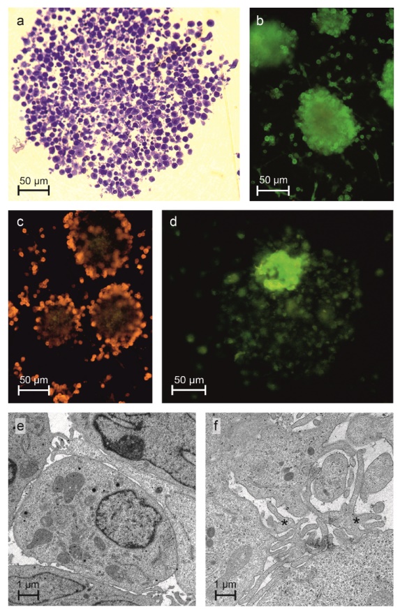 dendritic cell microscope