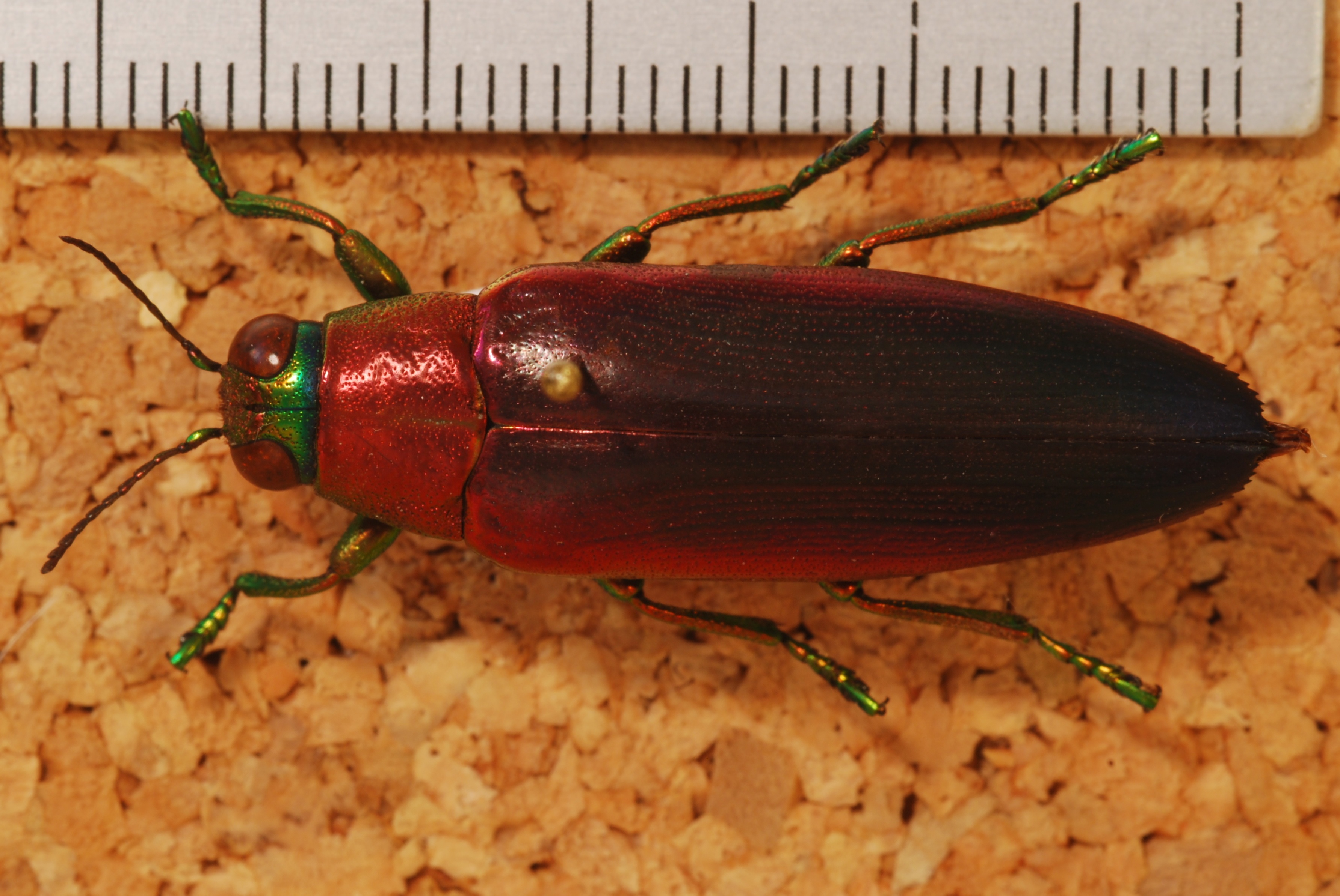 Jewel Beetle (Chrysochroa fulminans nishiyamai) (8247316077).jpg