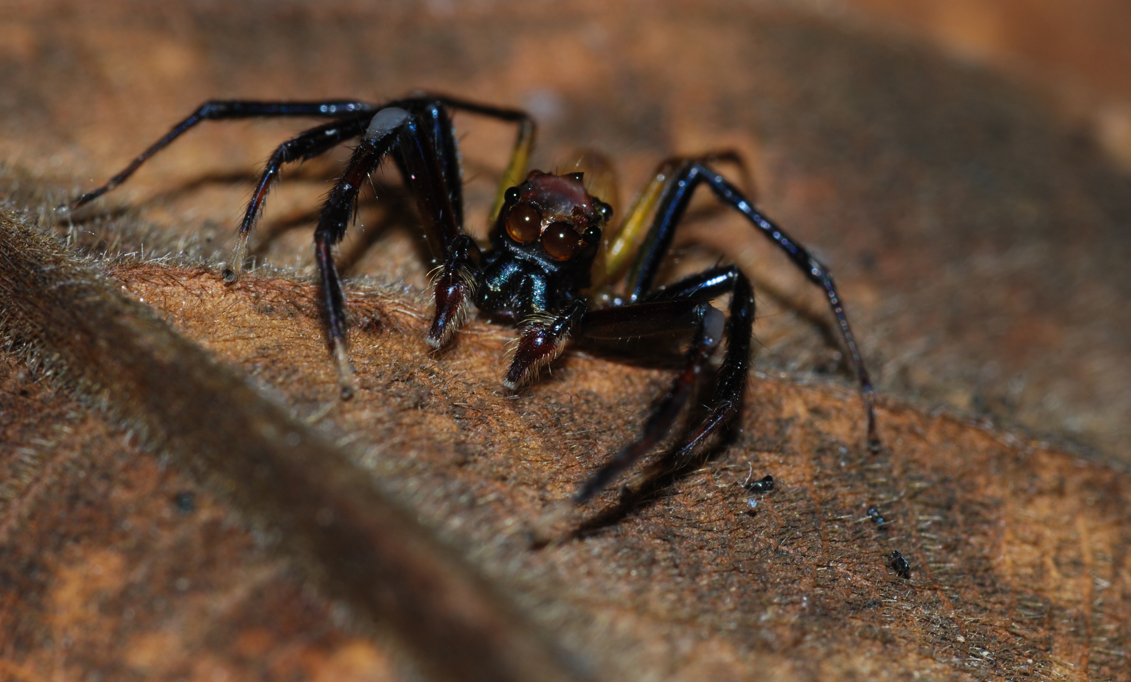 Jumping Spider (Salticidae) (8729274530).jpg