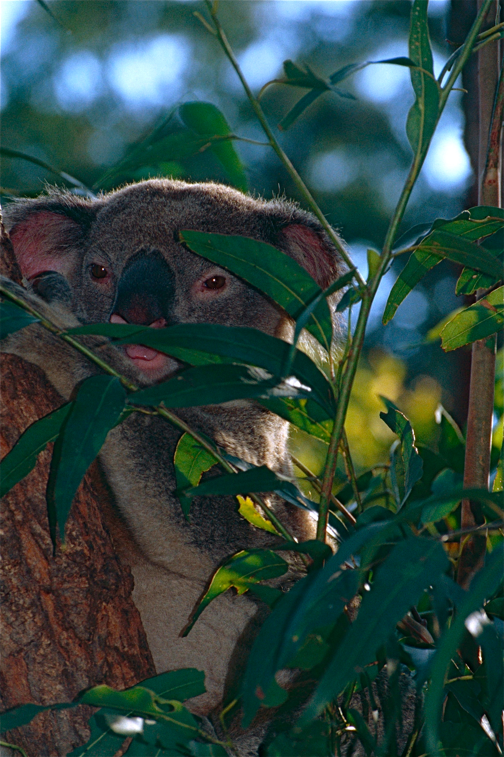 Koala (Phascolarctos cinereus) (10015015124).jpg