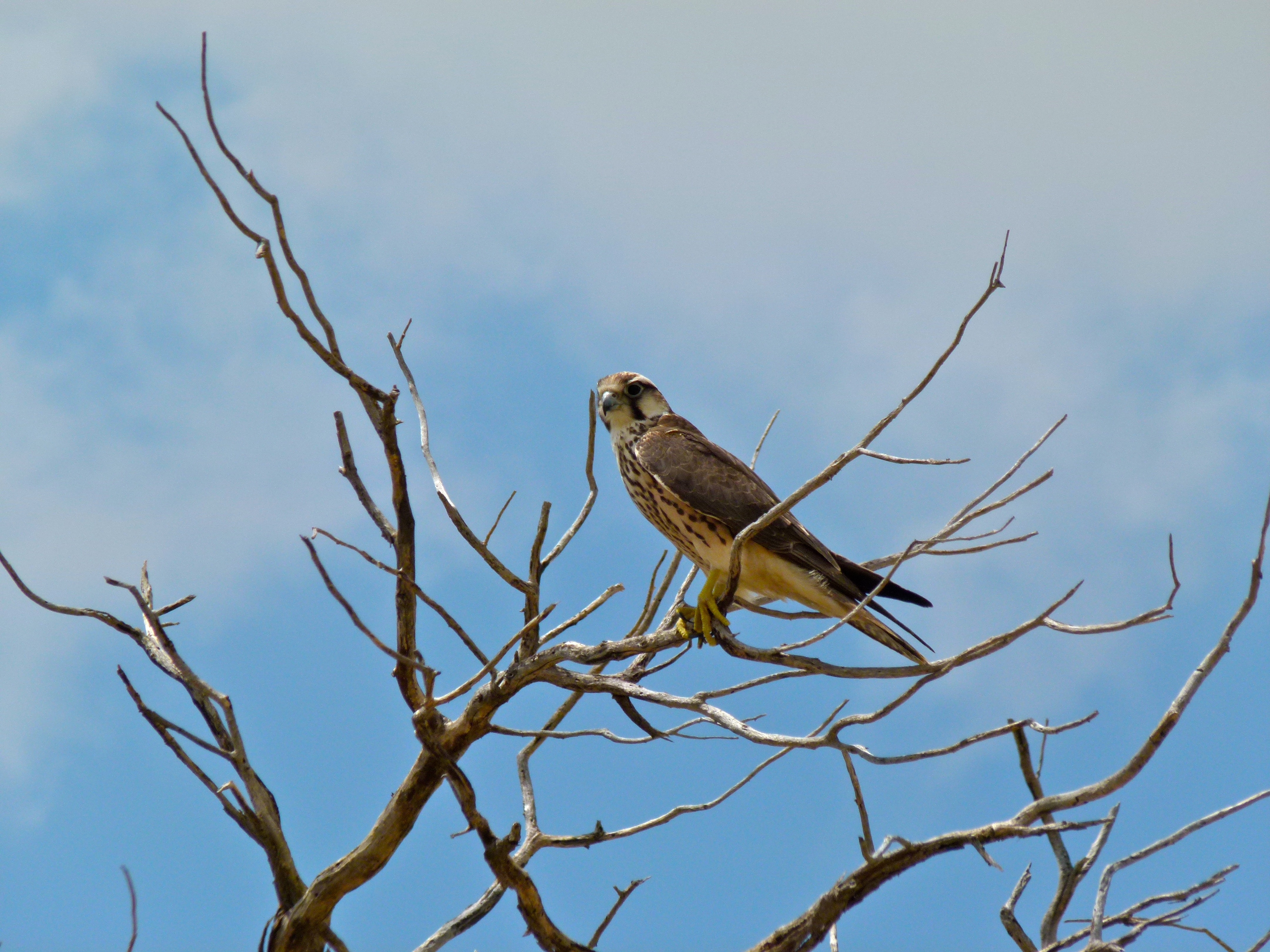 Lanner Falcon (Falco biarmicus) (7011311095).jpg