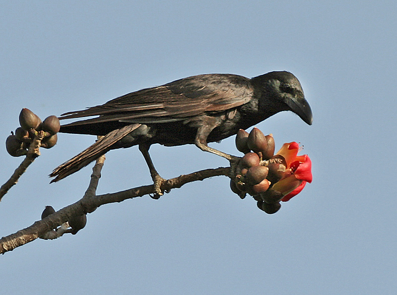 Large-billed Crow (Corvus macrorhynchos) feeding on Semal (Bombax ceiba) at Bharatpur I IMG 5780.jpg