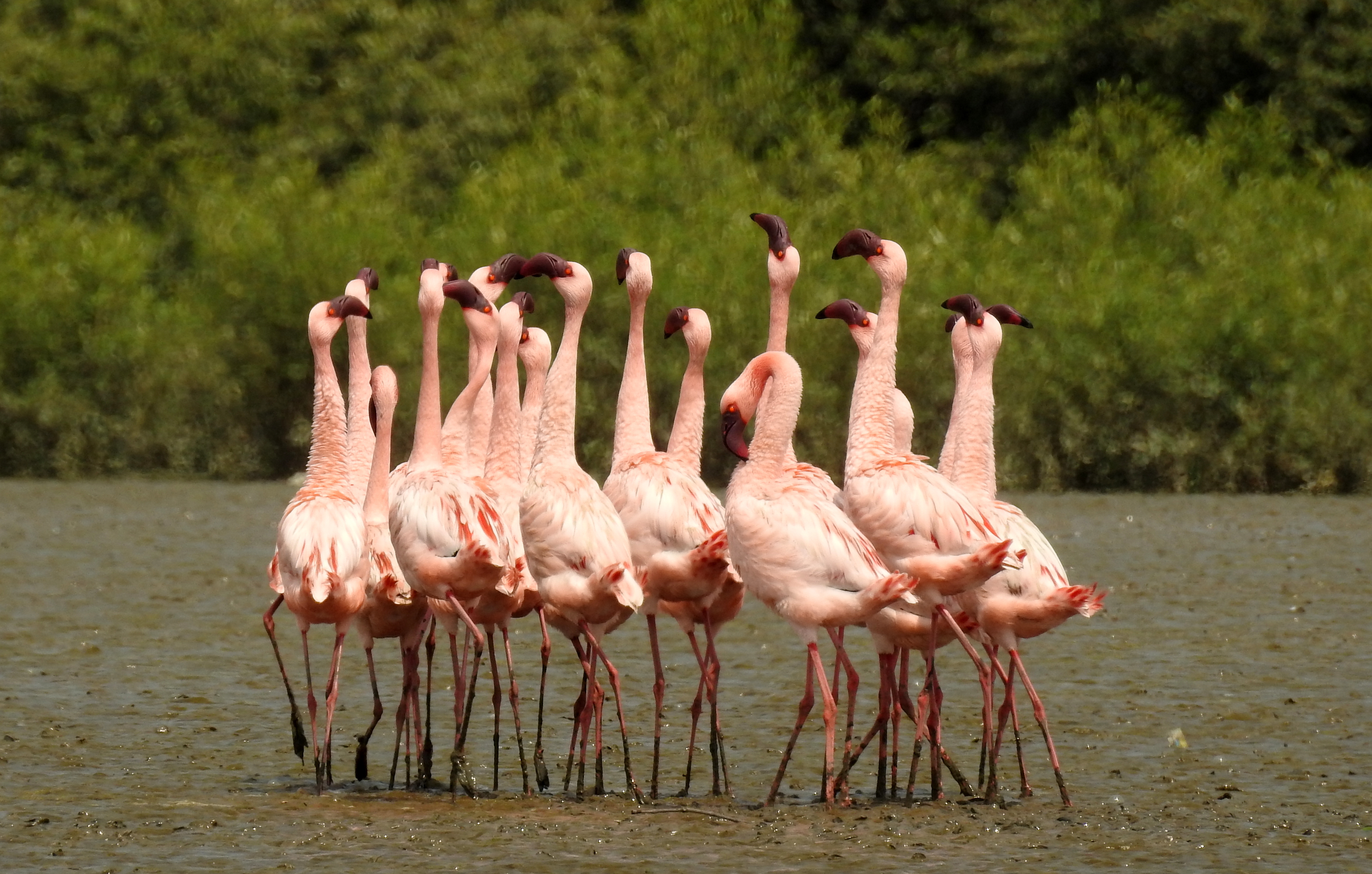 Фламинго танцует. Миграция Фламинго. Танец Фламинго. Lesser Flamingo и человек. Lesser Flamingo и человек рядом.