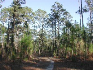 File:Longleaf 8246.jpg