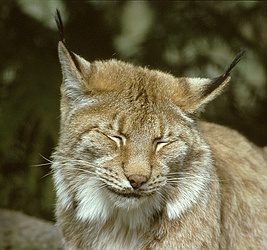 File:Lynx lynx.jpg