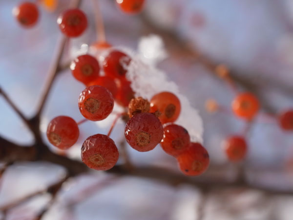 File:Malus sieboldii, fruit 06.jpg