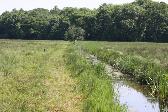 Meadow trail, Strumpshaw Fen RSPB - geograph.org.uk - 854089